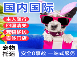 白莲空运地址国际宠物托运 【国